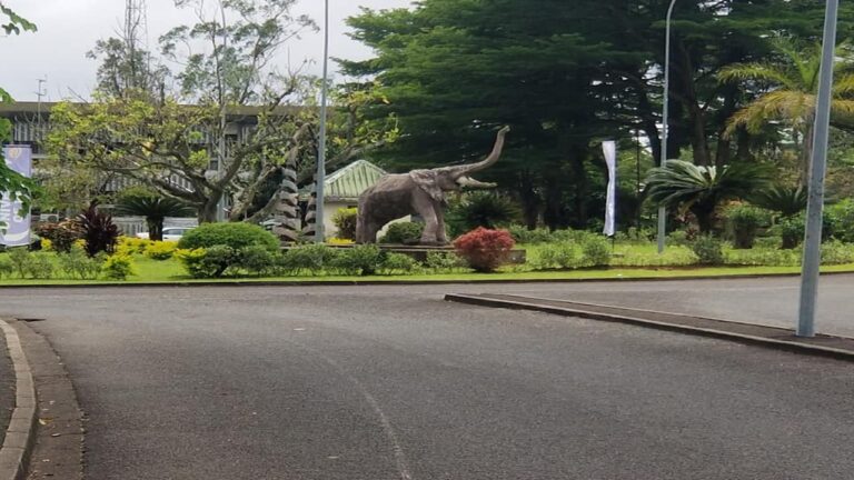 The University Of Buea To Launch Five New Departments