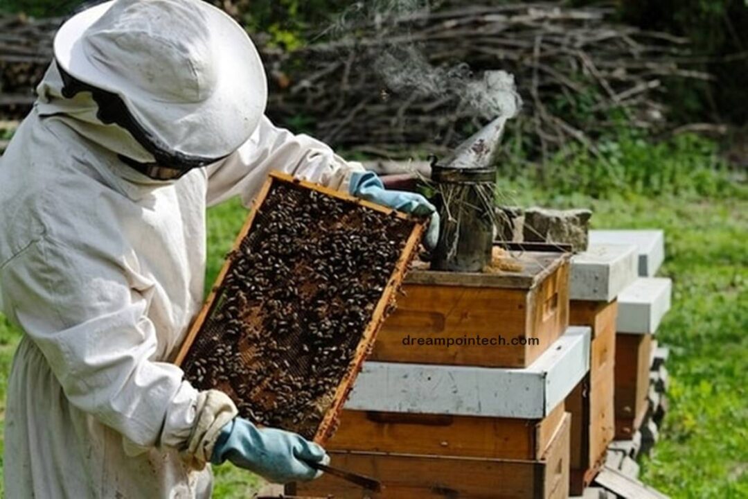 How Much Does It Cost To Setup A Bee Farm In Cameroon For Beekeeping?