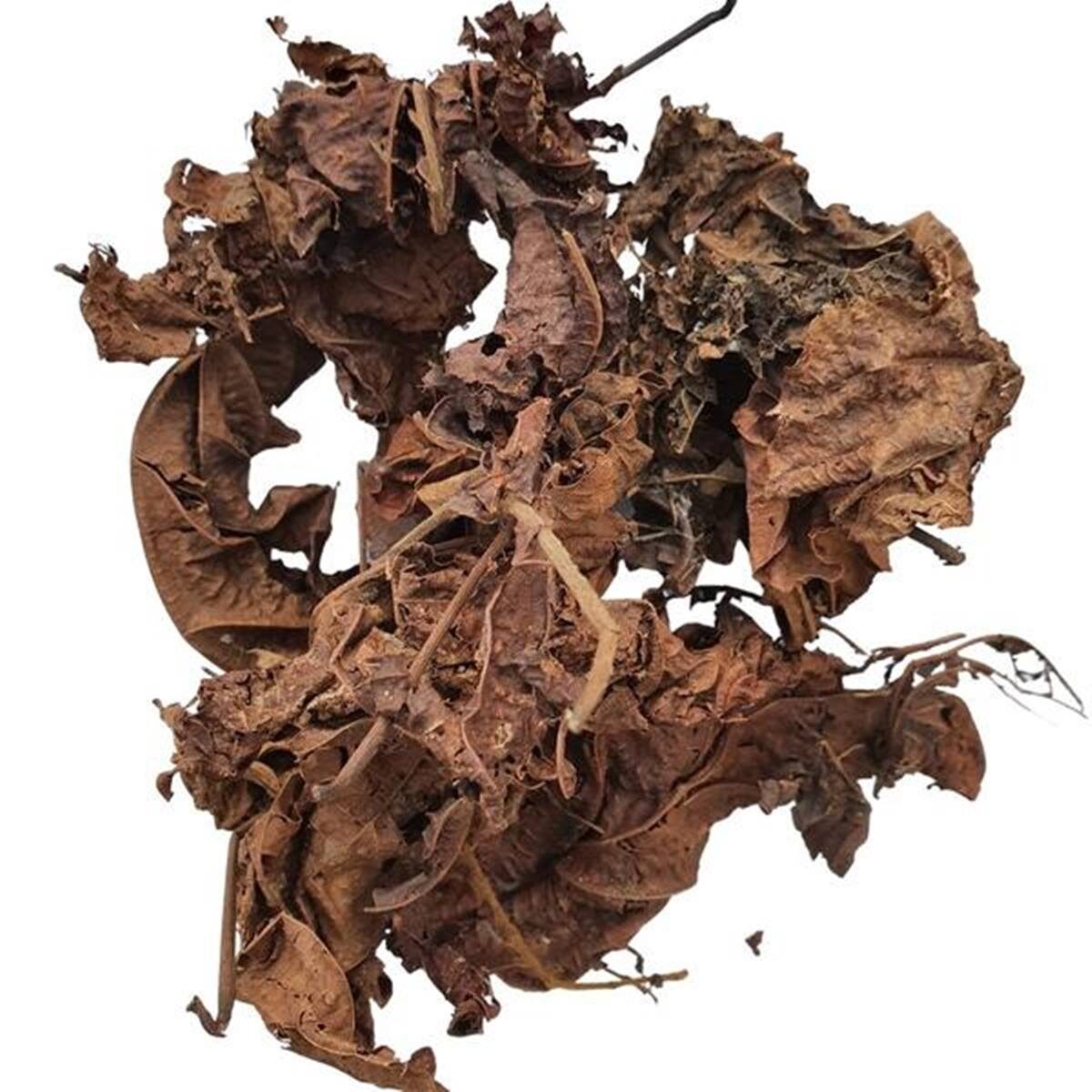Health Benefits of Djeka leaves