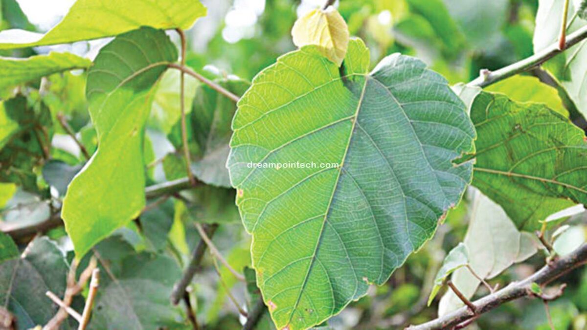 Health Benefits & Side Effects Of Djeka Leaves Or Ogyama