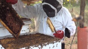 How To Start Profitable Bee Farming In Cameroon