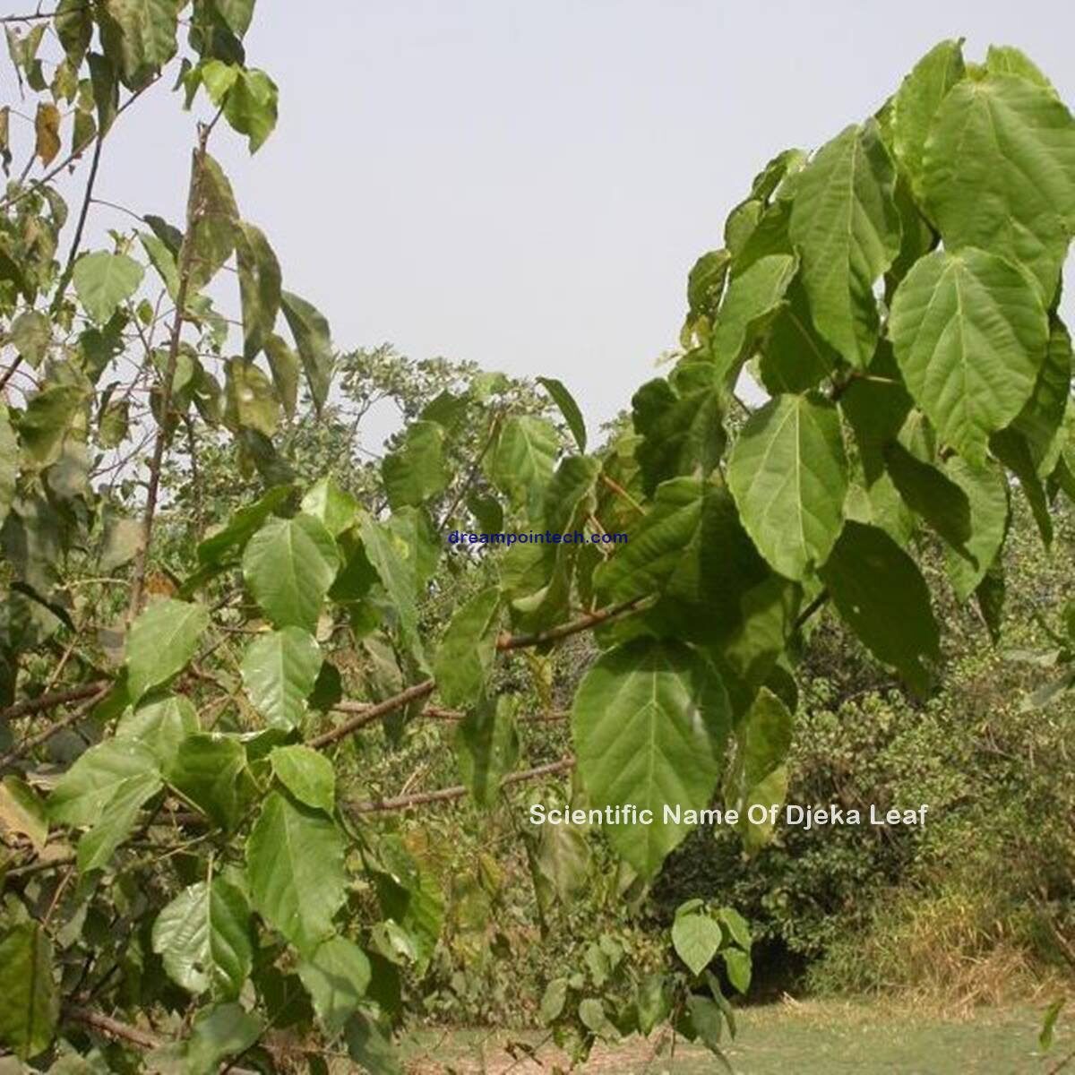 Health Benefits & Side Effects Of Djeka Leaves Or Ogyama