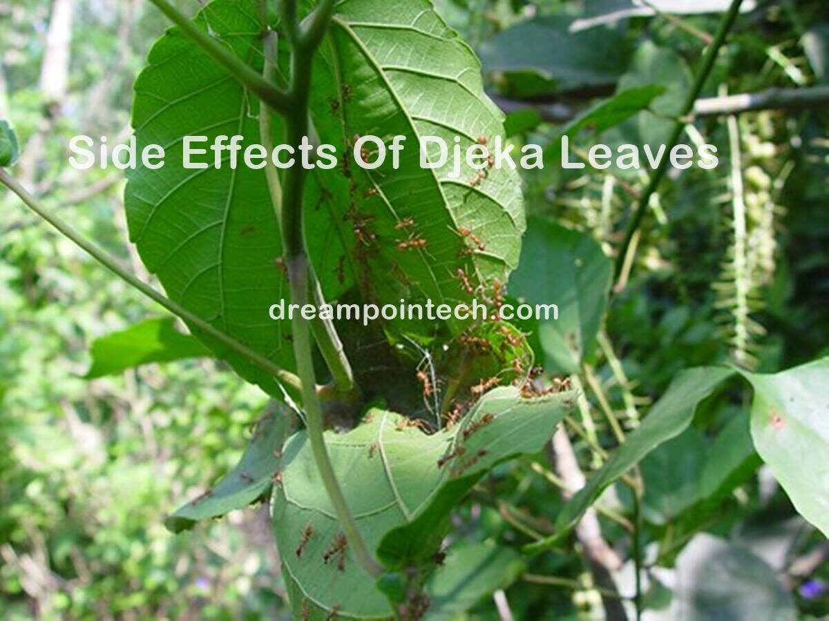 Side Effects of Djeka leaves