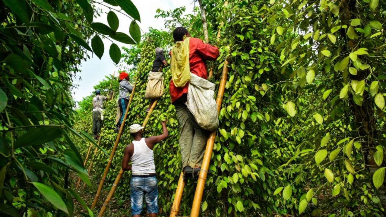 Harvesting of Cameroon pepper by farmers